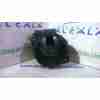 CAUDALIMETRO 5WK97002 8ET009142-43 SIEMENS