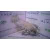 BOMBA FRENO 2 PINES BOSCH